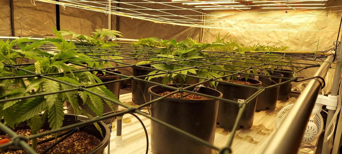 The Garden 2024-1 - Ethos and BBGS. Week 5