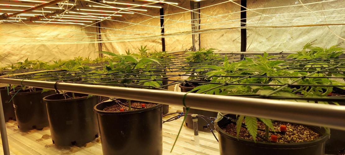 The Garden 2024-1 - Ethos and BBGS. Week 5