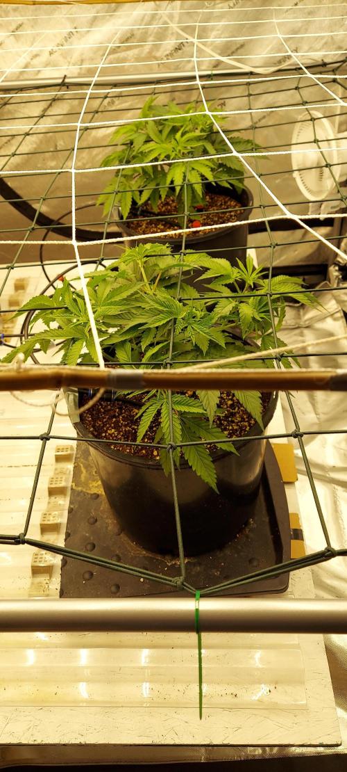 The Garden 2024-1 - Ethos and BBGS. Week 5