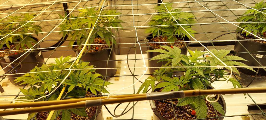 The Garden 2024-1 - Ethos and BBGS. Week 5