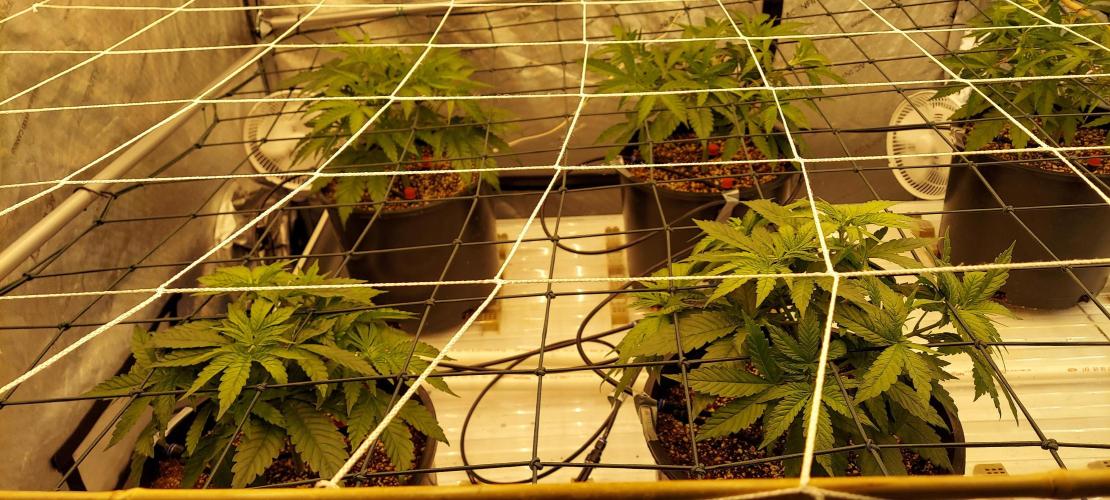 The Garden 2024-1 - Ethos and BBGS. Week 5