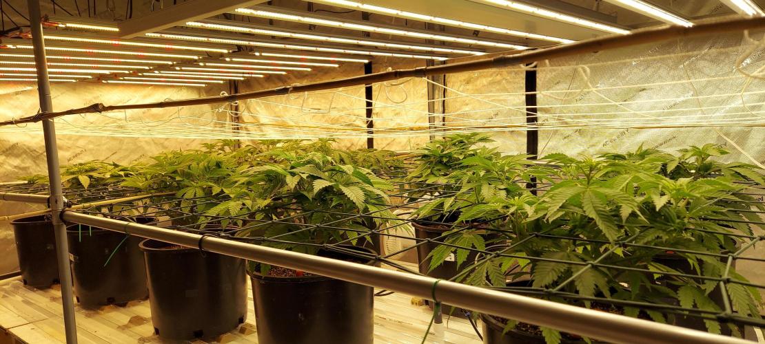 The Garden 2024-1 - Ethos and BBGS. Week 6