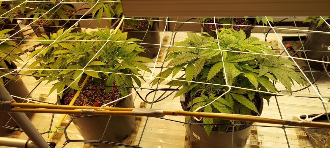 The Garden 2024-1 - Ethos and BBGS. Week 6