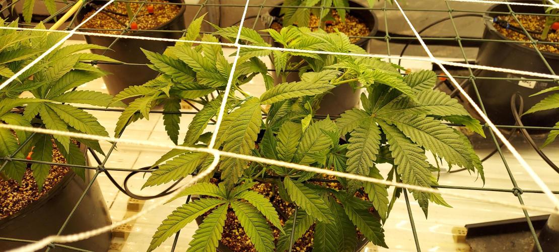The Garden 2024-1 - Ethos and BBGS. Week 6