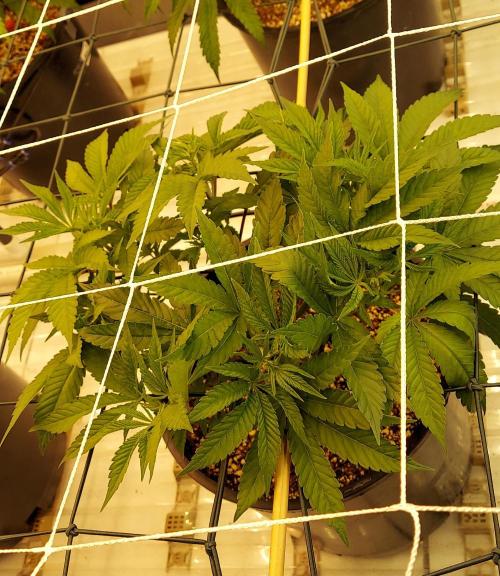 The Garden 2024-1 - Ethos and BBGS. Week 6