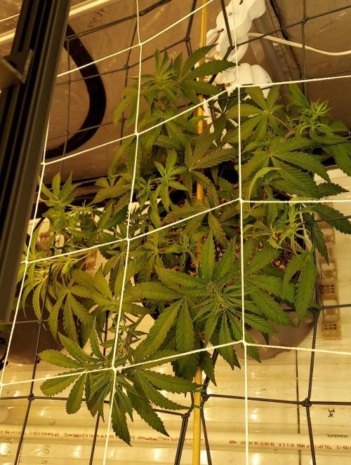 The Garden 2024-1 - Ethos and BBGS. Week 6
