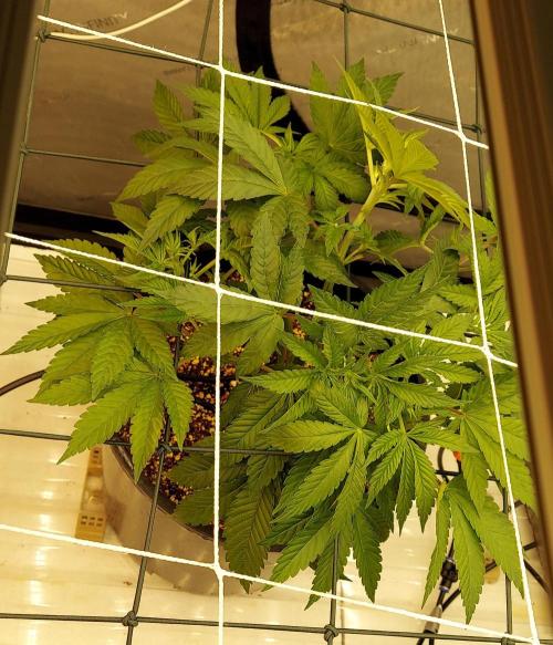 The Garden 2024-1 - Ethos and BBGS. Week 6