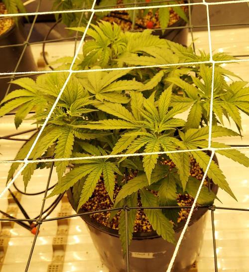 The Garden 2024-1 - Ethos and BBGS. Week 6