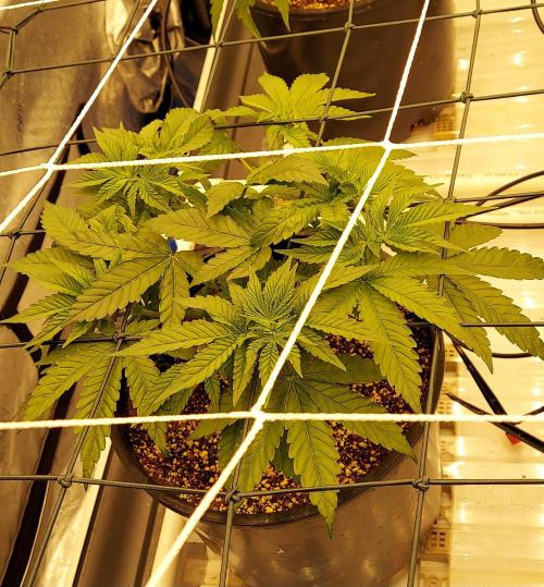 The Garden 2024-1 - Ethos and BBGS. Week 6