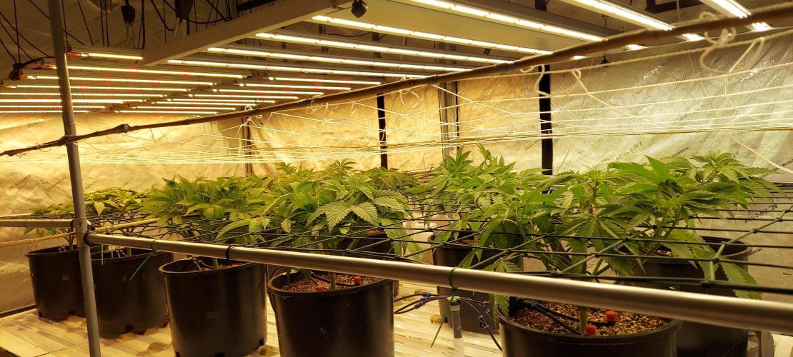 The Garden 2024-1 - Ethos and BBGS. Week 7