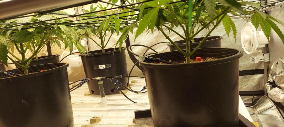 The Garden 2024-1 - Ethos and BBGS. Week 7
