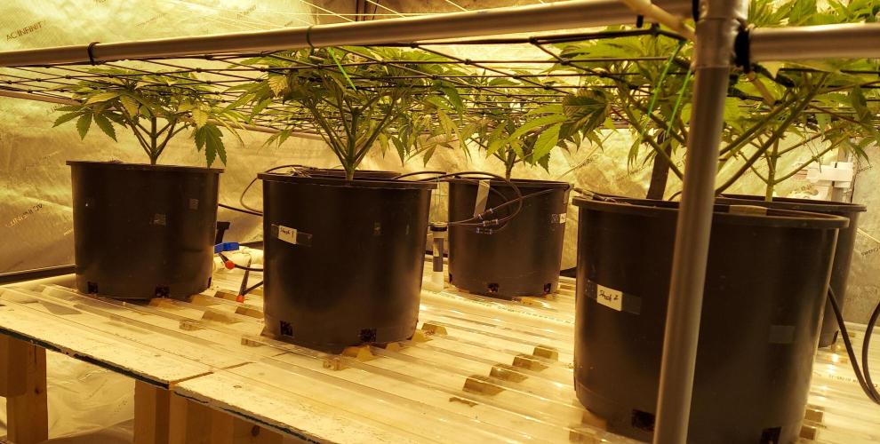 The Garden 2024-1 - Ethos and BBGS. Week 7