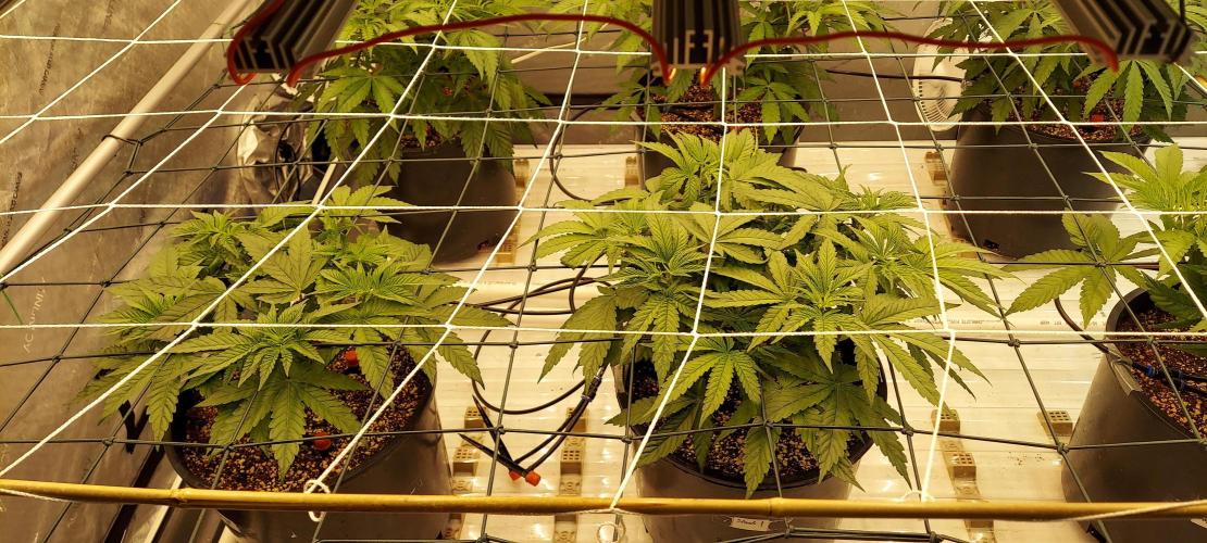 The Garden 2024-1 - Ethos and BBGS. Week 7