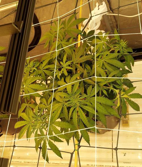 The Garden 2024-1 - Ethos and BBGS. Week 7