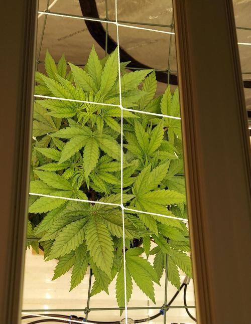 The Garden 2024-1 - Ethos and BBGS. Week 7