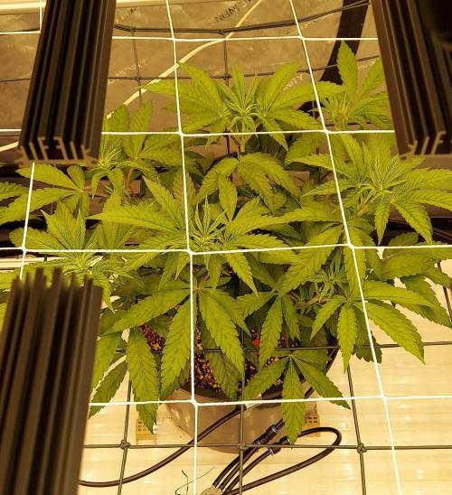 The Garden 2024-1 - Ethos and BBGS. Week 7