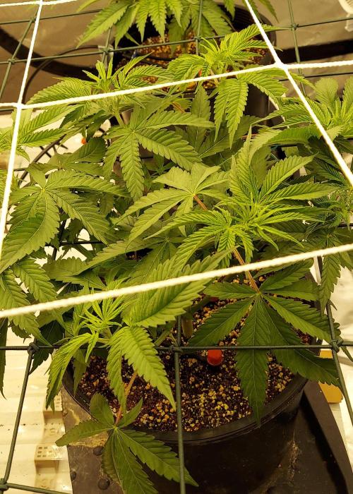 The Garden 2024-1 - Ethos and BBGS. Week 7