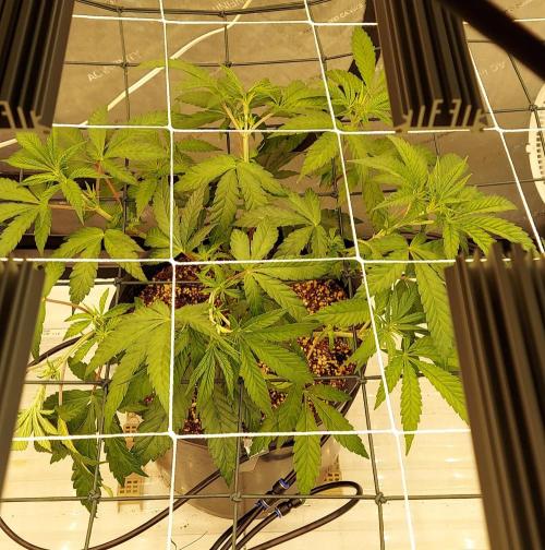 The Garden 2024-1 - Ethos and BBGS. Week 7