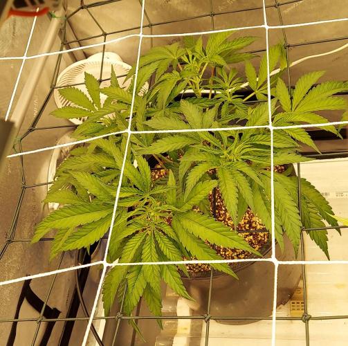 The Garden 2024-1 - Ethos and BBGS. Week 7