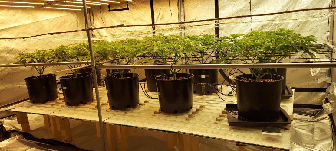 The Garden 2024-1 - Ethos and BBGS. Week 7