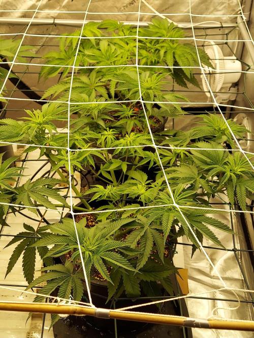 The Garden 2024-1 - Ethos and BBGS. Week 7