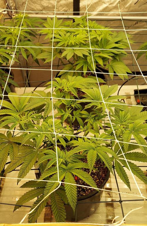 The Garden 2024-1 - Ethos and BBGS. Week 7