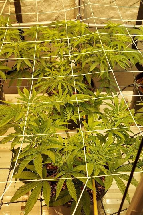 The Garden 2024-1 - Ethos and BBGS. Week 7