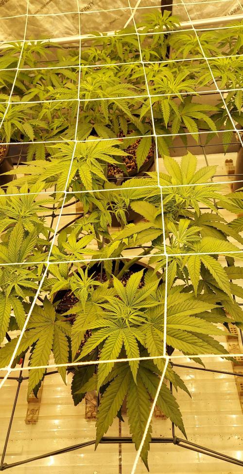 The Garden 2024-1 - Ethos and BBGS. Week 7