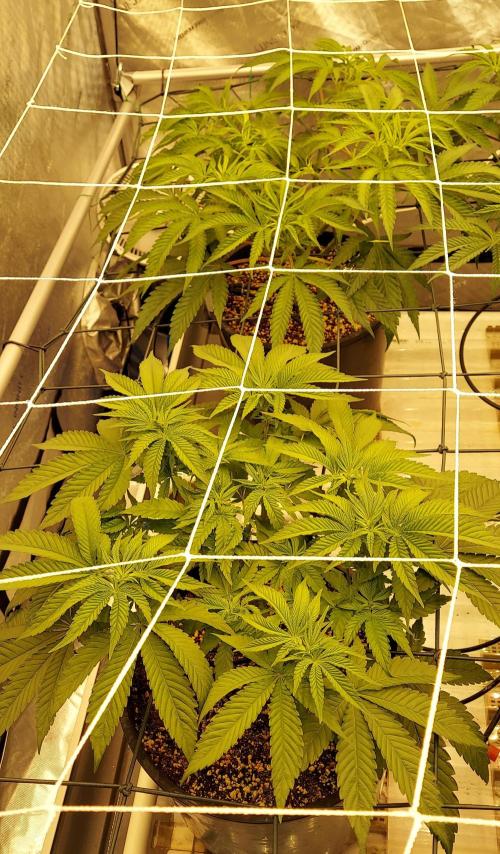 The Garden 2024-1 - Ethos and BBGS. Week 7