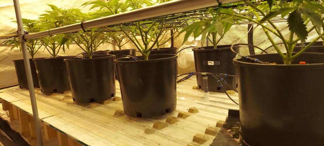 The Garden 2024-1 - Ethos and BBGS. Week 7
