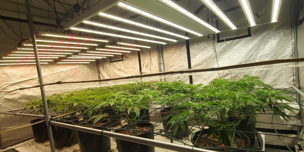 The Garden 2024-1 - Ethos and BBGS. Week 7