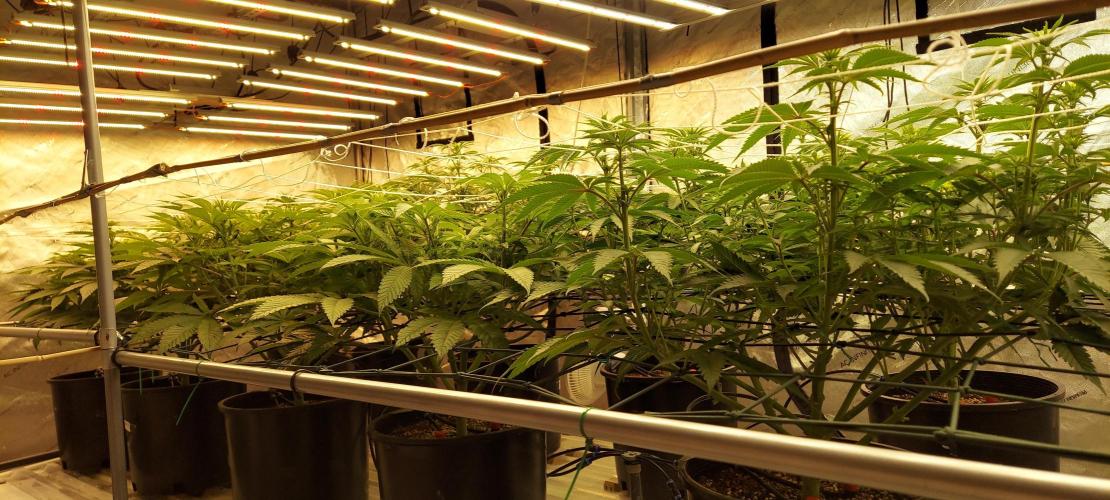 The Garden 2024-1 - Ethos and BBGS. Week 8