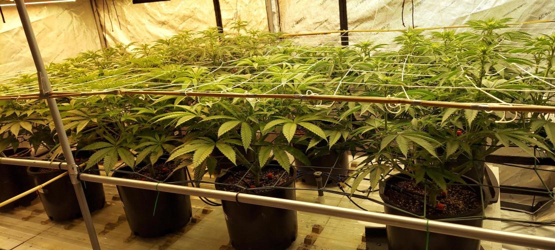 The Garden 2024-1 - Ethos and BBGS. Week 8