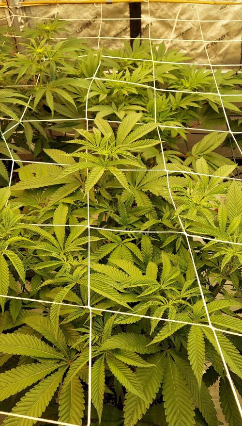 The Garden 2024-1 - Ethos and BBGS. Week 8