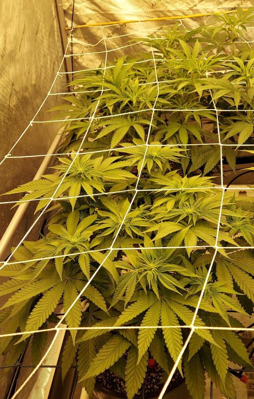 The Garden 2024-1 - Ethos and BBGS. Week 8
