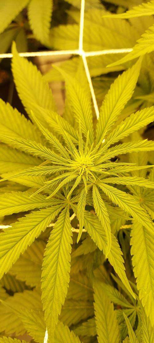 The Garden 2024-1 - Ethos and BBGS. Week 8