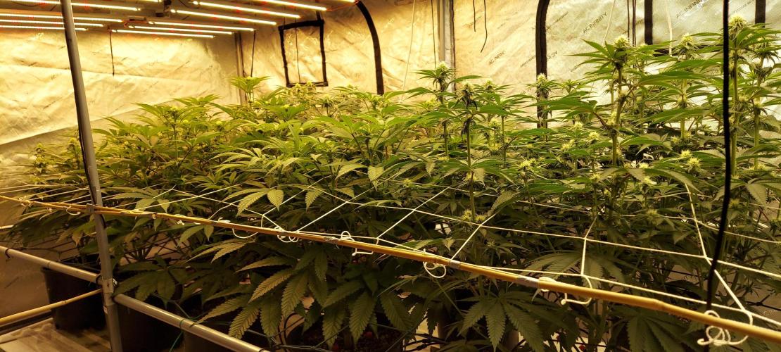 The Garden 2024-1 - Ethos and BBGS. Week 9