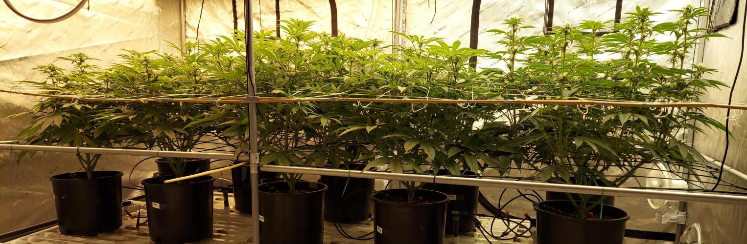 The Garden 2024-1 - Ethos and BBGS. Week 9