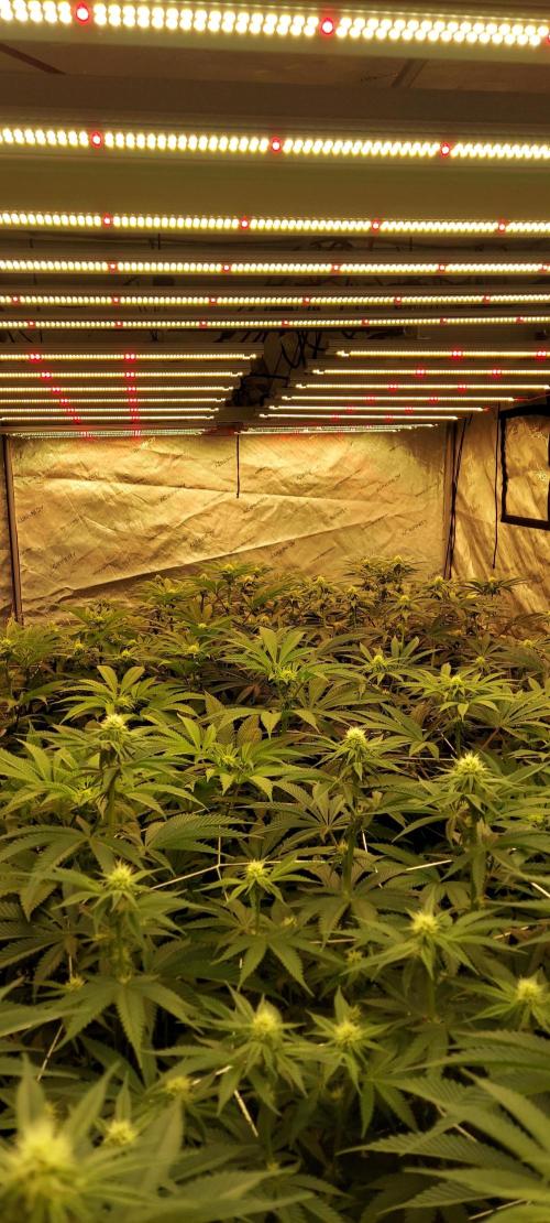 The Garden 2024-1 - Ethos and BBGS. Week 9