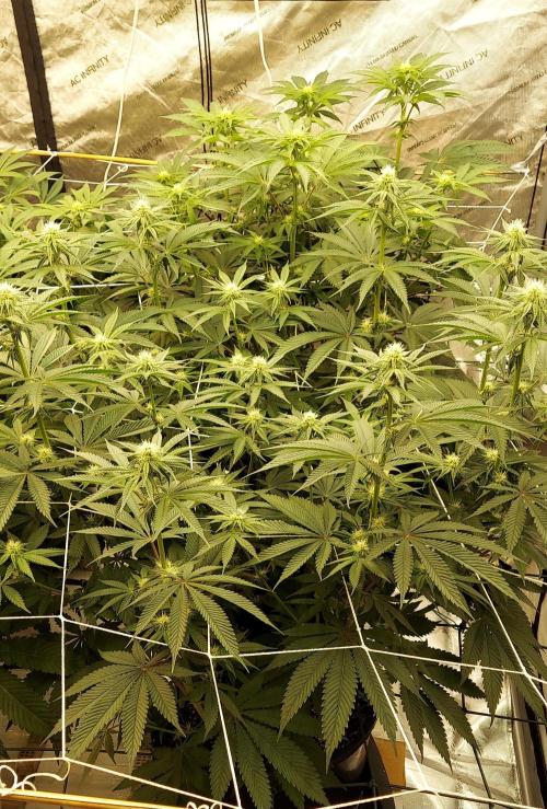 The Garden 2024-1 - Ethos and BBGS. Week 9