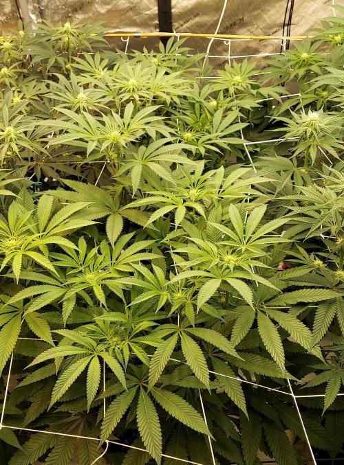 The Garden 2024-1 - Ethos and BBGS. Week 9