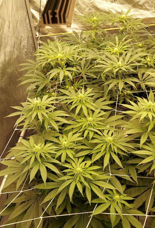 The Garden 2024-1 - Ethos and BBGS. Week 9