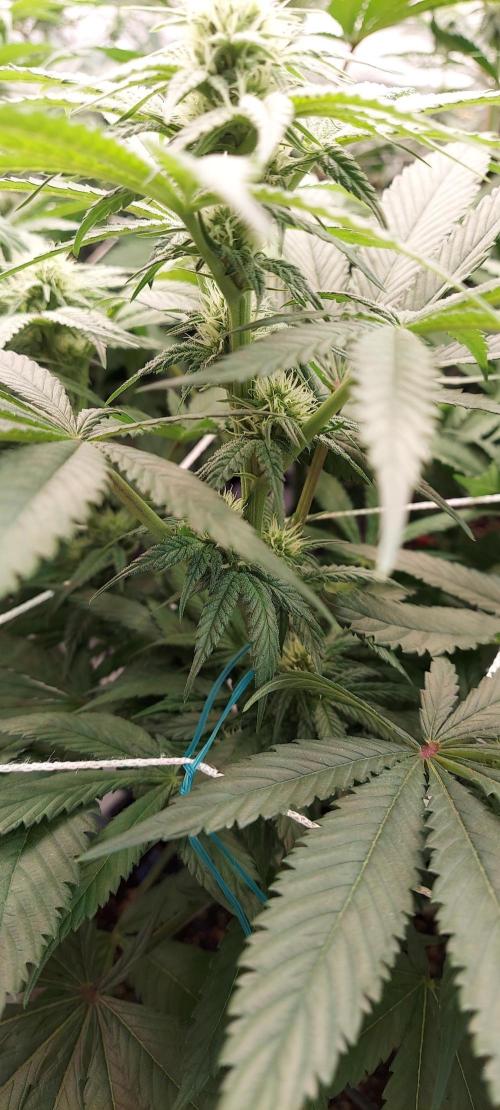 The Garden 2024-1 - Ethos and BBGS. Week 9 - Grandpa's stash
