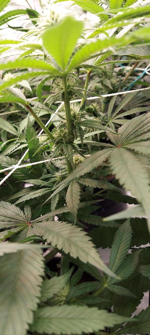 The Garden 2024-1 - Ethos and BBGS. Week 9 - Grandpa's stash