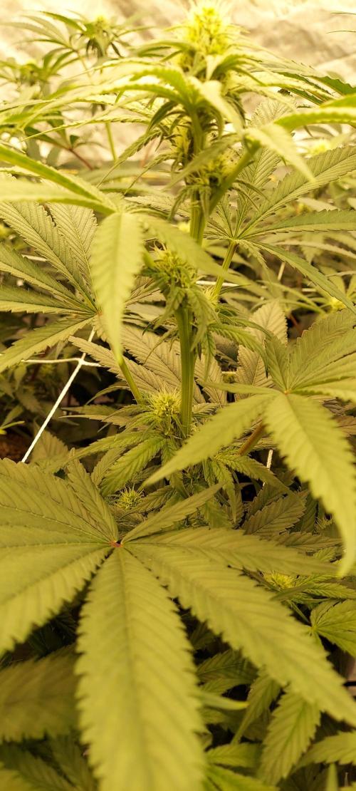 The Garden 2024-1 - Ethos and BBGS. Week 9 - Grandpa's stash