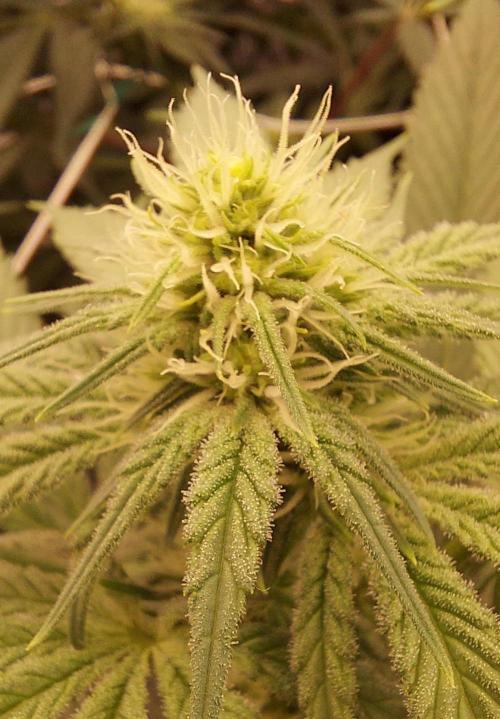 The Garden 2024-1 - Ethos and BBGS. Week 9