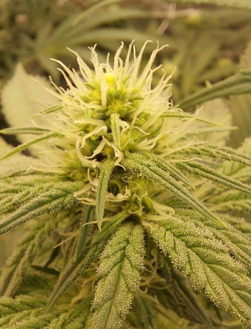 The Garden 2024-1 - Ethos and BBGS. Week 9