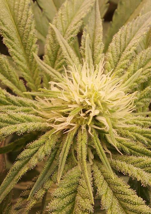 The Garden 2024-1 - Ethos and BBGS. Week 9