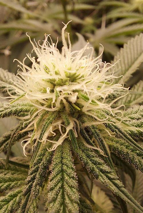 The Garden 2024-1 - Ethos and BBGS. Week 9