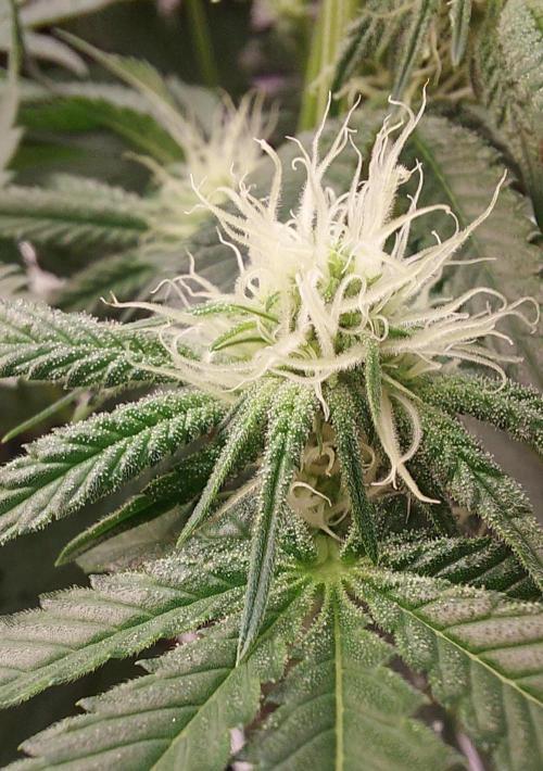 The Garden 2024-1 - Ethos and BBGS. Week 9